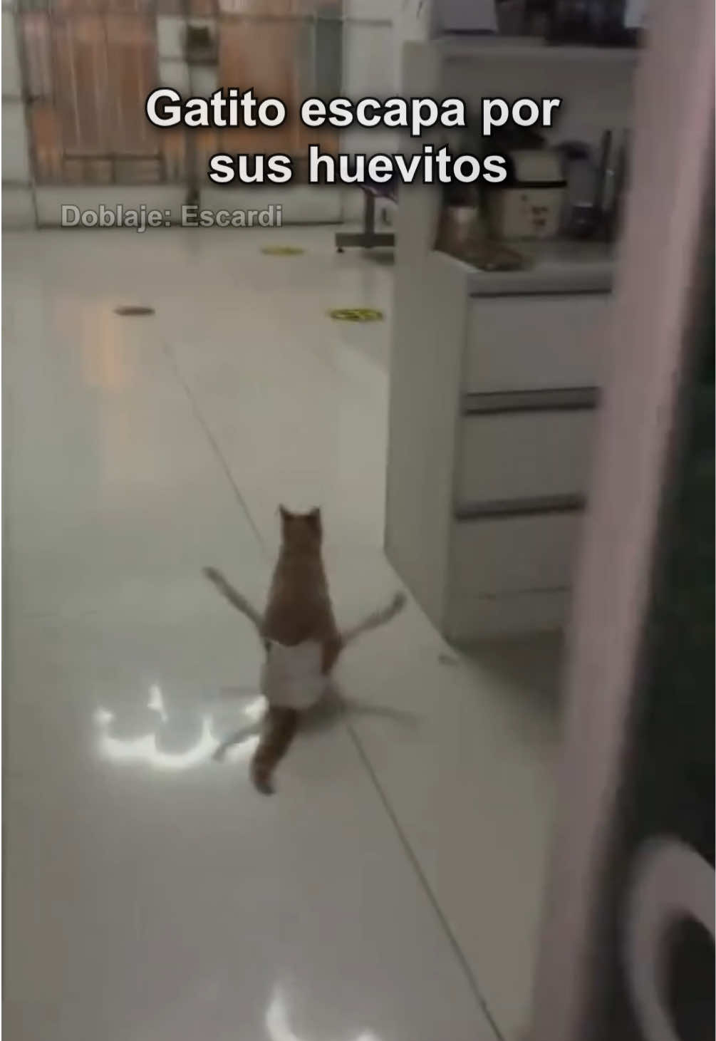 Gatito escapa por sus huevitos 🙀🥚 #parati #escardi 