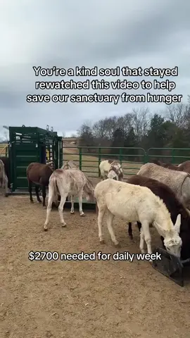 You’re a kind soul that stayed rewatched this video to help save our sanctuary from hunger #fyp #viral #viralvideo #newyork #goviral 