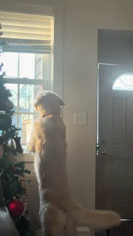 he’s just protecting us!!! don’t let him fool you he’s the sweetest  #dogsoftiktok #dogs #goldenretriever #dog #fyp 