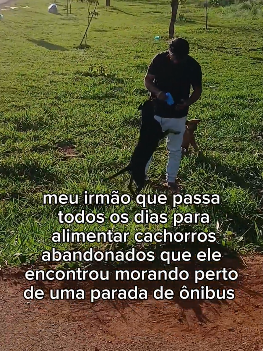 #pets #cachorrinho #caramelo #viral #fyp 