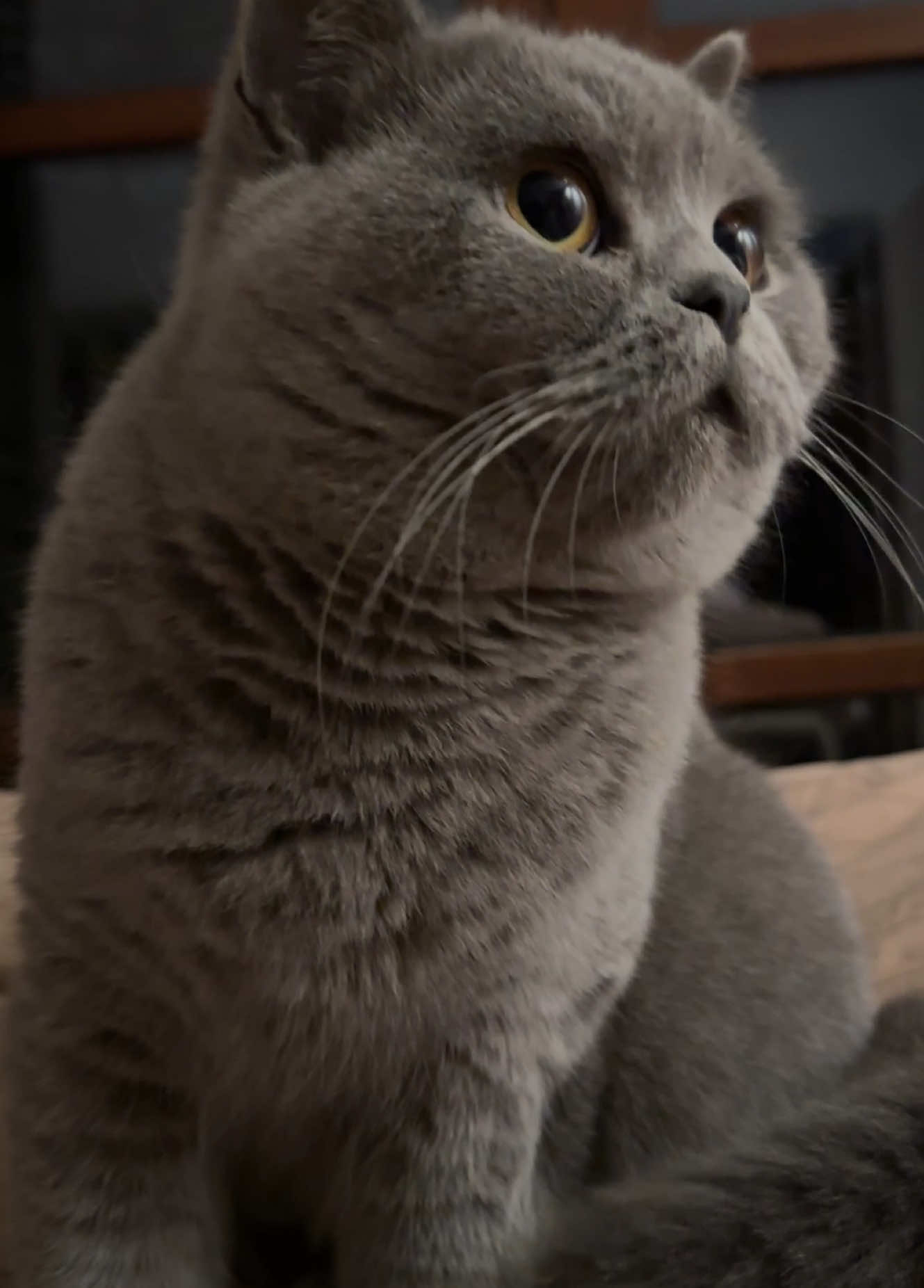 😹 When your last braincell panics… I’m outta here.😝 #Rikety #mothercat #britishshorthair #blue #sweet 