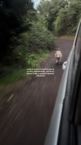 la amo #bordercollie 