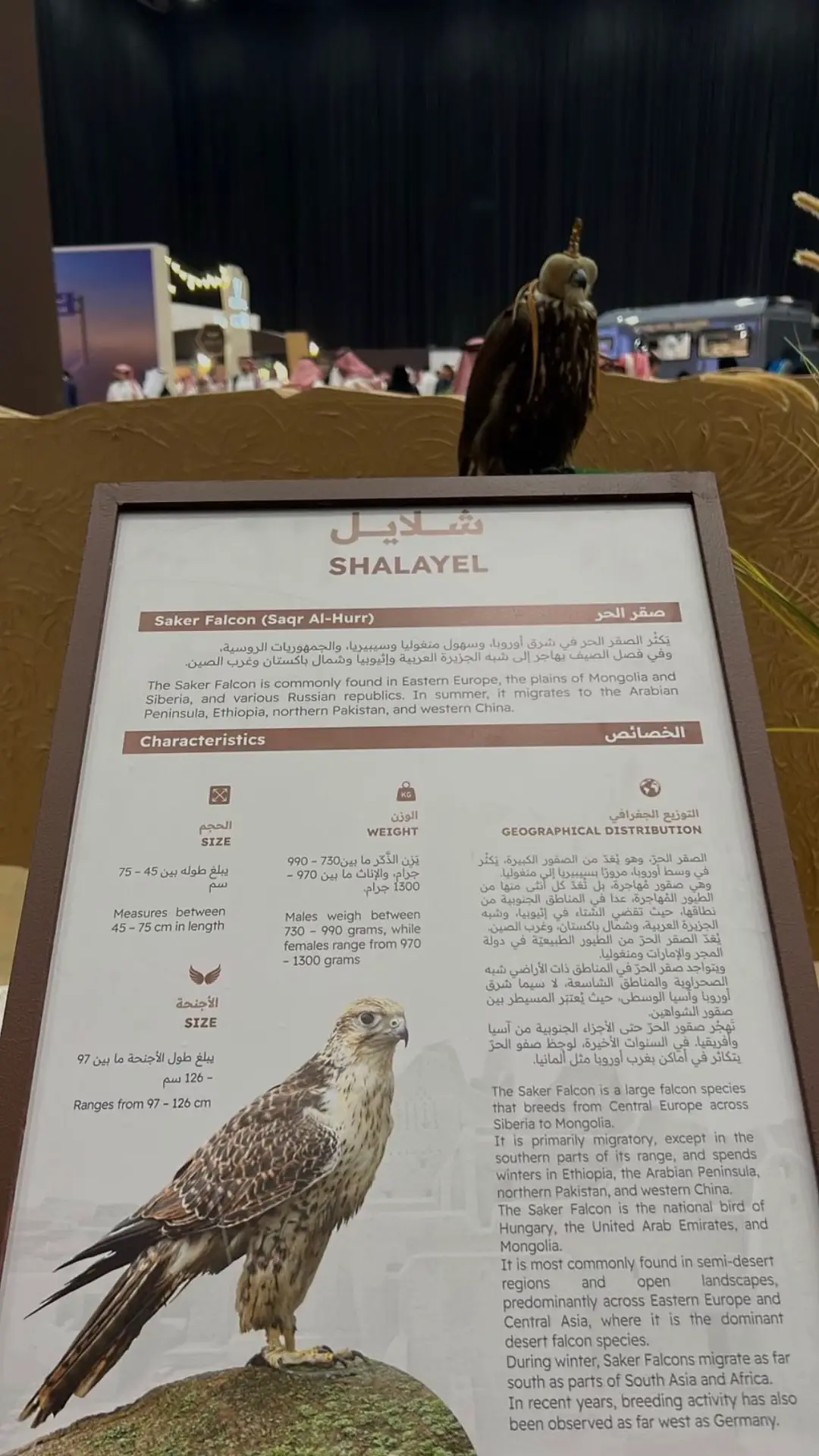 #fyp #الراكه #معرض_الصقور_والصيد_السعودي_الدولي 