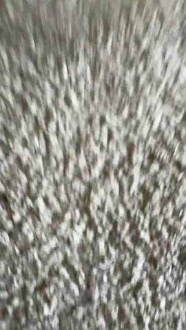 #kitty #cat #fishtoyforcats 