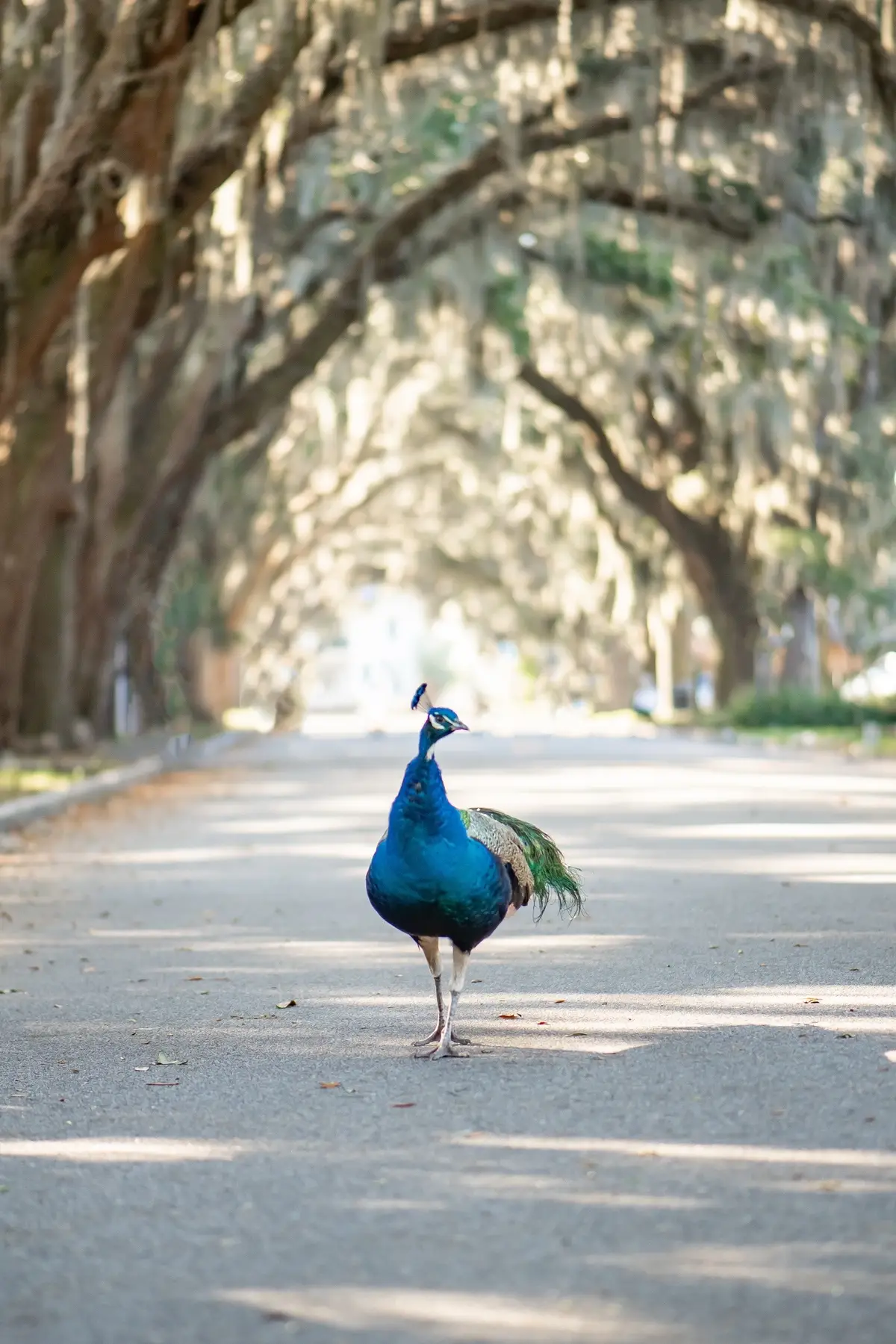 A peacock 🦚 on Magnolia. He really loved the camera, but I forgot to have him sign a model release. Help me find his account so I can tag him and please give him some love in the comments👇🏻Should I make it available as a print? #peacock #staugustinefl #stauglocals #saintaugustine #staugustine