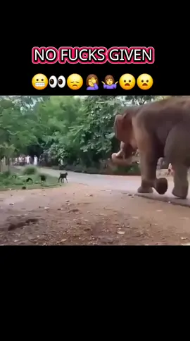 #wow #jawdropping #elephant #goats #nocare 