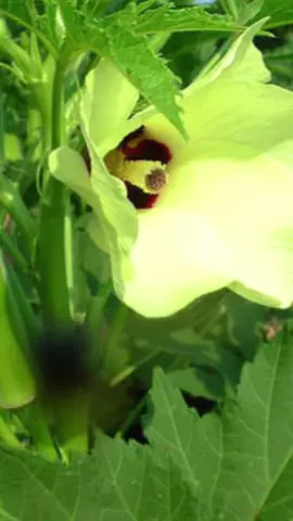 Culture du gombo horsol #jardinpotagerbio #gombo #terreau #vues #togofrancetiktok🇹🇬🇫🇷 