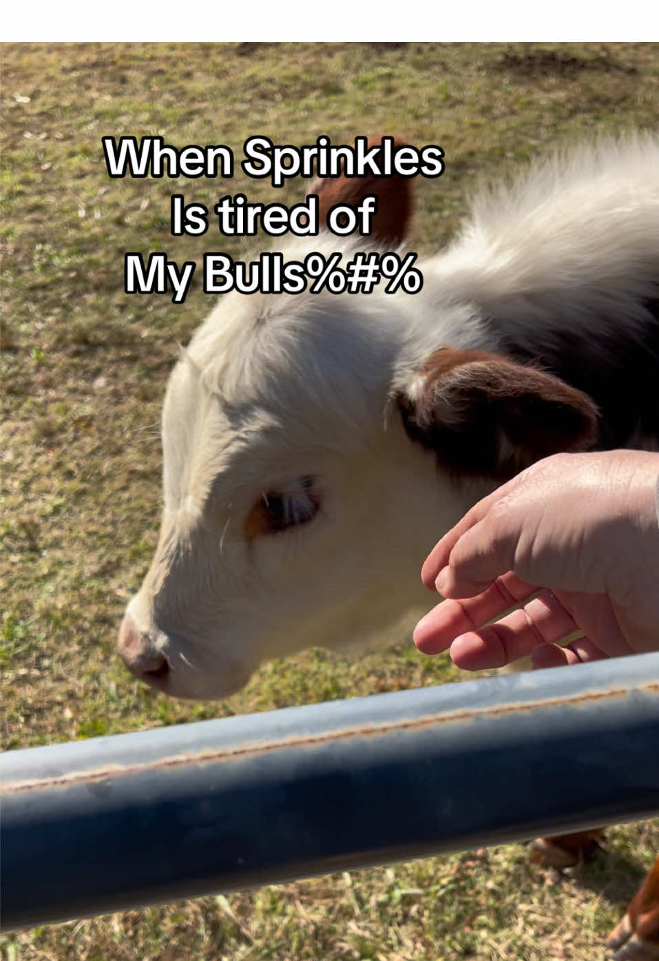 Sprinkles being well….Sprinkles 😂💗💖💗🤠 #fyp #foryoupage #farm #farmlife #cow