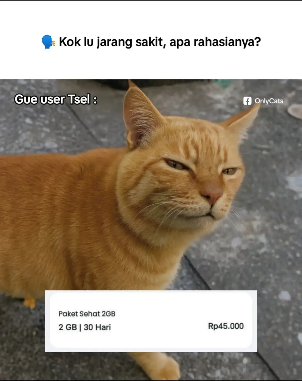 paling murah emng d telkomsel yahh  #fypシ゚ #story #cat #quotes 