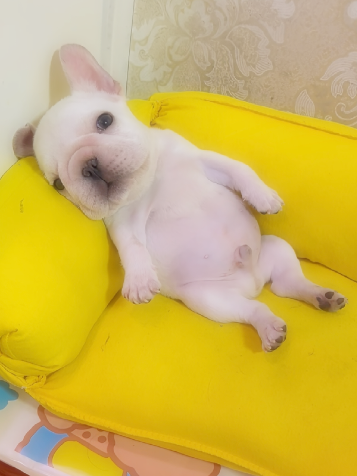 Gmail me motiva a esforzarme #thepibblepost #pibble #gmail 