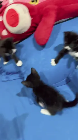 Saya tidur dibawah gpp ko #anakkucing #fypkucinglucu #kucing #fyp 