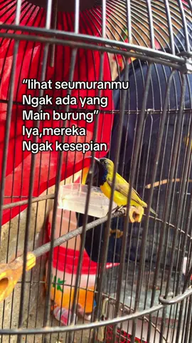 #sogonmaniaindonesia #sogonmateri #sadstory #kicaumania #beranda 