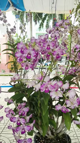 Tác phẩm Dendro chớp người đẹp xứ Thái. #hoalanlamhoai #hoalandep #hoalandendrochop #hoithihoalantinhvinhlong 