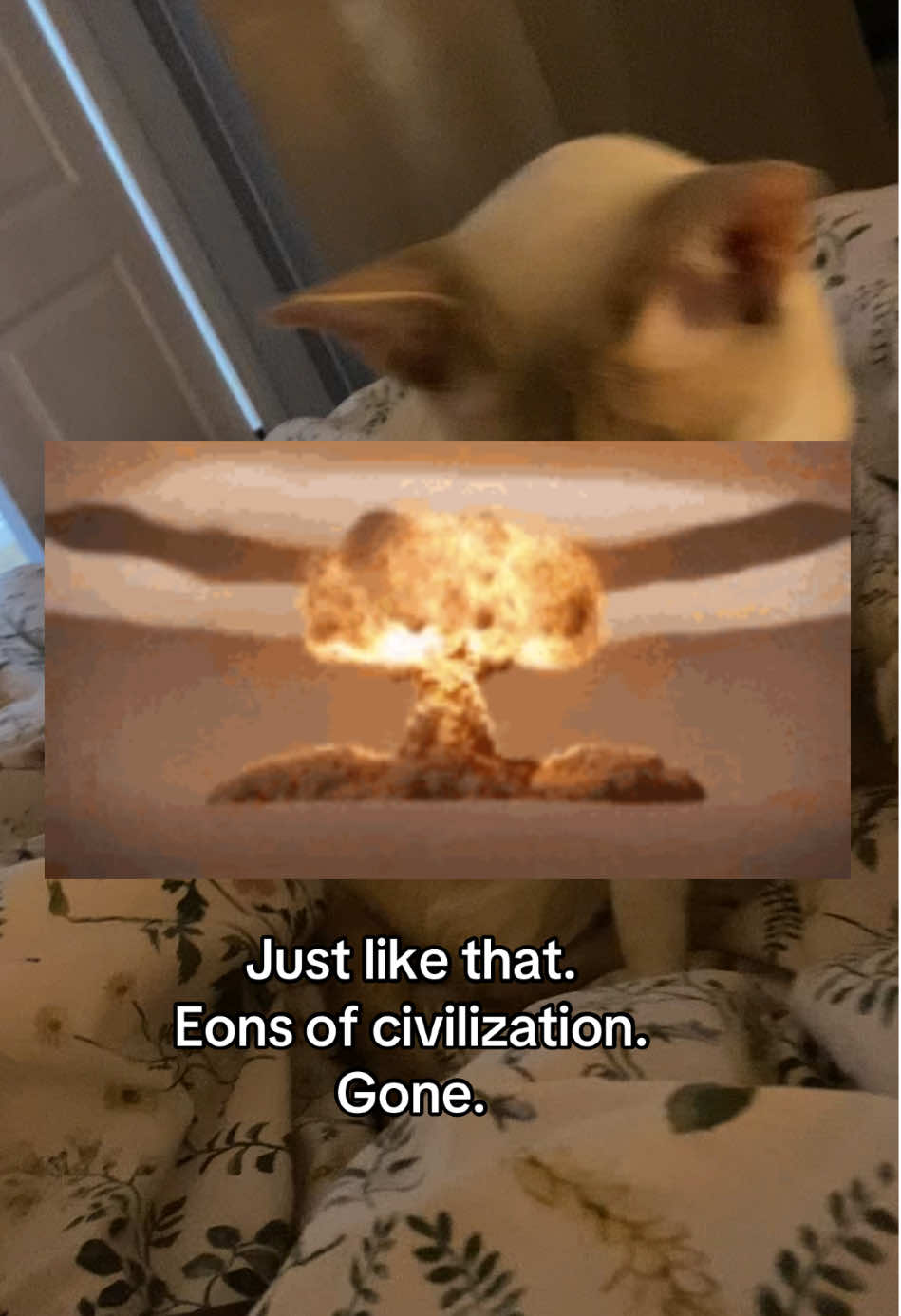 just like beerus #trending #fyp #siamese #orientalshorthair #catsoftiktok 