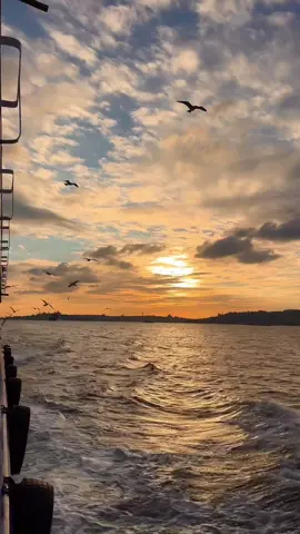 لا يا كلبي جوز منهم وكافي  #باسم_العلي  #جيل_الطيبين 