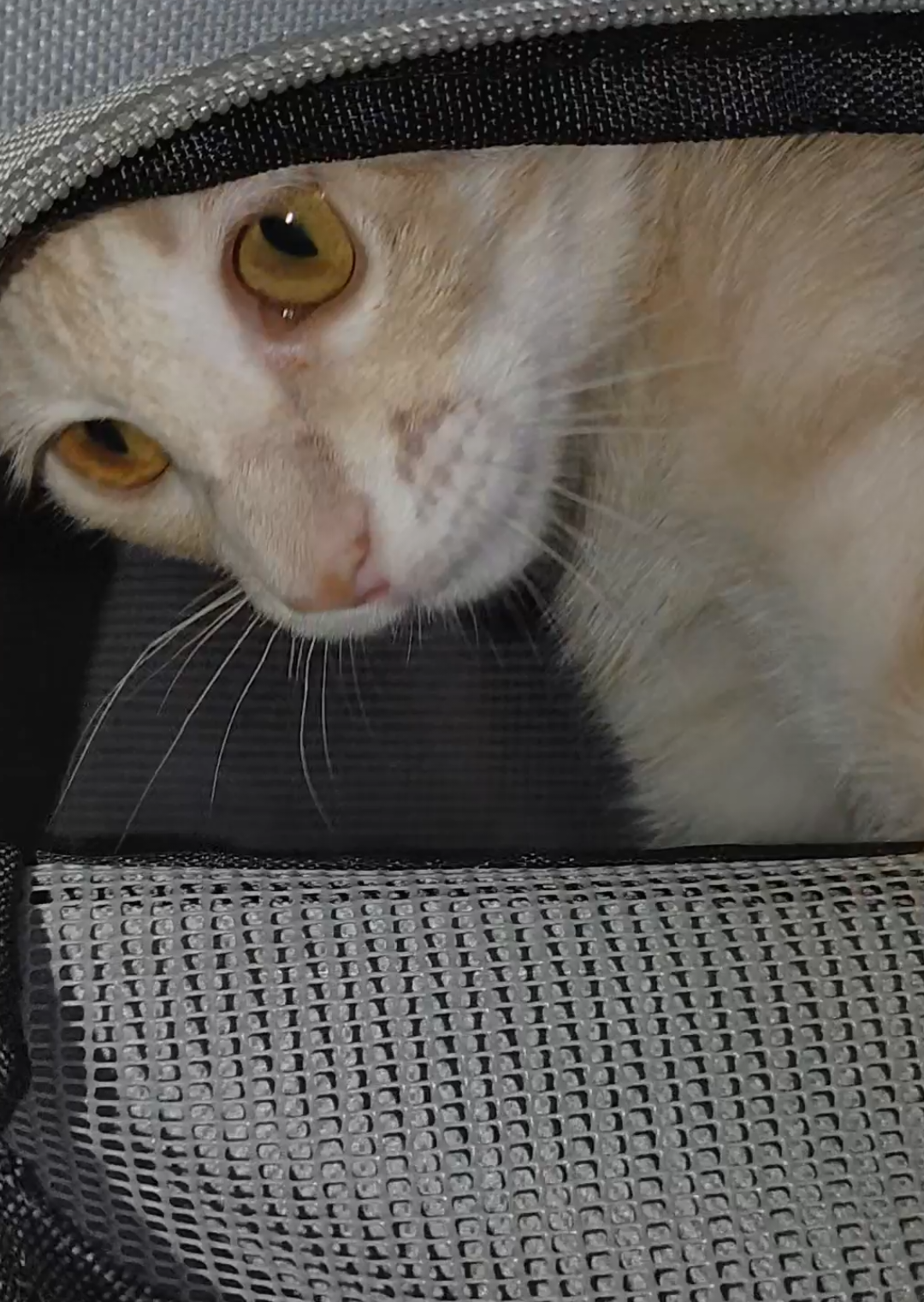 la jaula/mochila transportadora puede ser utilizada como una habitación por sus gatos lujuriosos  #gatos #catslovers #michi #buenfinentiktokshop  #blackfridayentiktokshop 