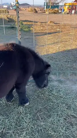 #livehighlights #tiktoklive #thankful #farmlife #offgridliving 