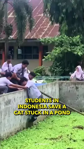 they certainly got the job done. even though it was through... ✨️creative✨️ means. 📽️Video by: Gabe Jung 🤳Click our linkinbio to sign up to our daily newsletter. 📰Follow us for the latest Asian News @NextShark #indonesia #cat #rescue #students #kids #pet #animals