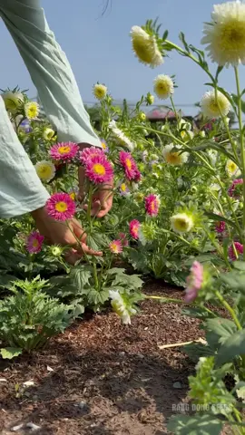 Hạt giống Rạng Đông #hatgiongrangdong #rangdongseeds