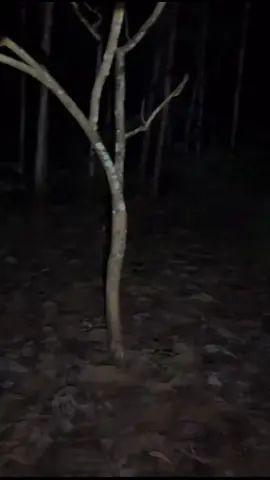 Dimetris tonton sampai habis // andang dan ersyad  @𝗔𝗡𝗗𝗔𝗡𝗚 𝗖𝗜𝗡𝗔  @Ersat Erlangga  @DIMETRIS 