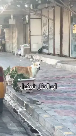 #ابو المثل#الشعب_الصيني_ماله_حل😂😂 #لابوبو #العراق #بغداد 