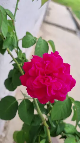 Happy tengok pokok da makin segar lepas diboosterkan 😍#rose#booster#root#rootbooster #kebuntepirumah 