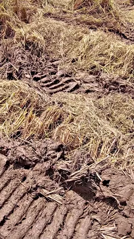 pammejang lagi gacor