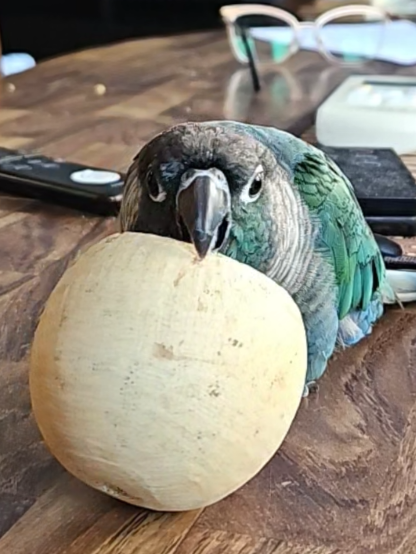 I don't know why he keeps laughing in his coconut hat 😭😭🤣 #birdsoftiktok #foryou #parrotsoftiktok #fyp #greencheekconure 