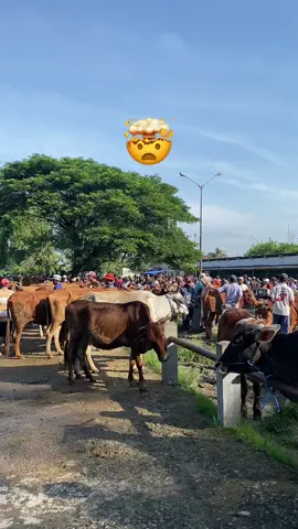 #fypシ #fyp #fypage #peternaksapiindonesia #blantiksapingawi 