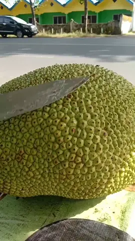 super mewah warna nya cantik banget 🤣#nangkamadu #jackfruit 