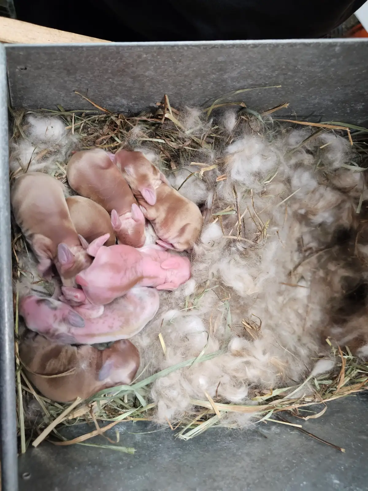 Rabbits aren't always easy. We lost a couple litters this year which is really unusual. Our rabbits are kept in climate control, with constant air flow, speciality lights on timers to mimic the sun so they never experience the extremes of the year, and regular preventative care. With all that we have still struggled with babies. We are fortunate to have what we have this season and are so greatful for them, but it doesn't make the ones we lost easier. I'm one that never likes to give up no matter the loss of sleep or stress but sometimes there just isn't anything to be done. 