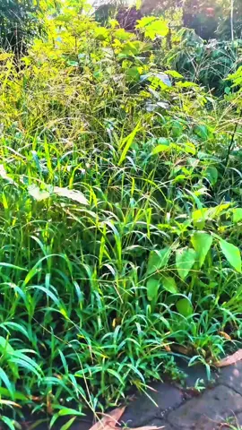 #redminote14pro5g #malang24jam #fyp #viral 