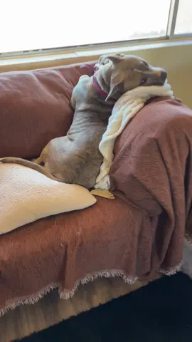 Just some butt rubs #dogsoftiktok #dog #fyp 