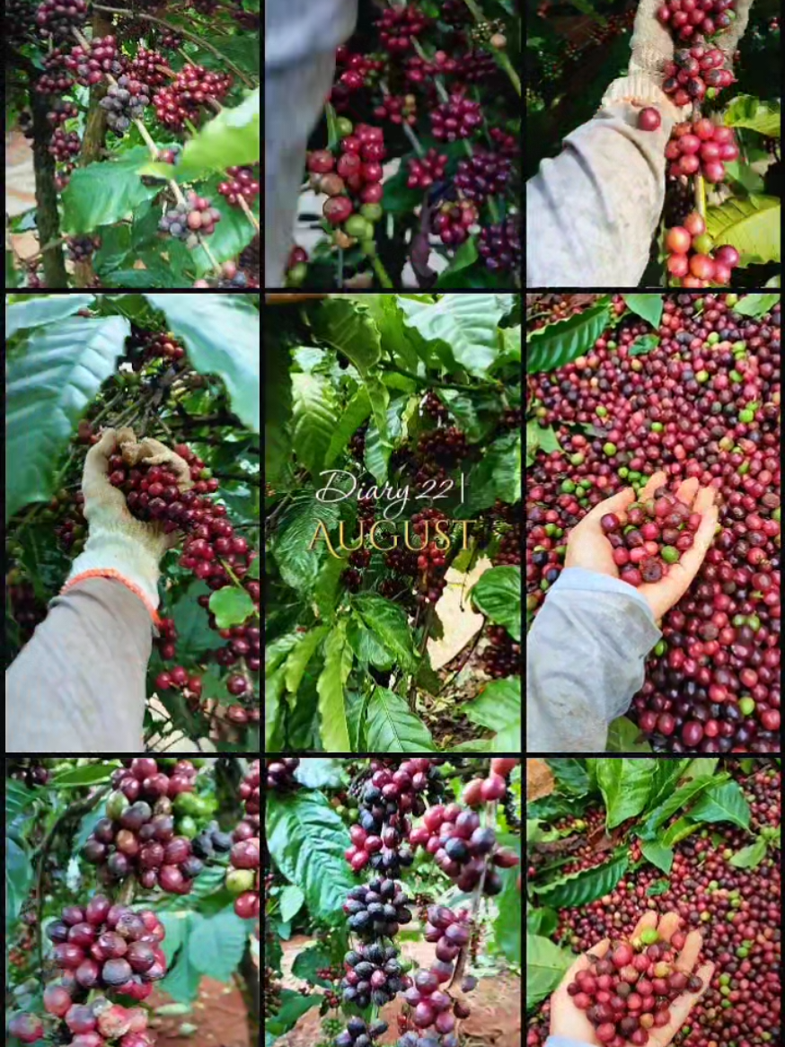 Nắng rồi, hái cà thôi mọi người ơi!!!!☺️ #ebelamnong #caphe #xuhuongtiktok #embe28tuoi 