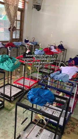 play canary with heart✨ #fypage #kenarimaniaindonesia #kicaumaniaindonesia #kenariklaten #klaten24jam 