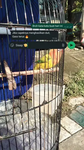 yok bahan nya bos ku 🥰 #lbfighter  #lbbahan  #lovebirdbahan