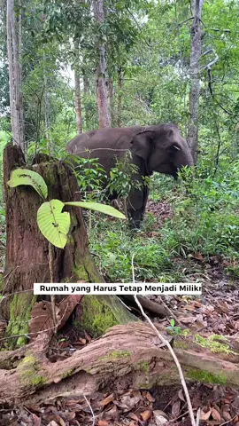 Mereka tidak tahu apa-apa tentang aturan, batas wilayah, atau kepentingan manusia. Yang mereka tahu hanyalah ini rumahnya, tempat mereka tumbuh, bermain, dan melanjutkan hidup. Namun kini, rumah itu terus diganggu. Ada tangan-tangan yang merasa berhak mengambil apa yang bukan miliknya merusak, menguasai, menyingkirkan para penjaga sunyi yang seharusnya dilindungi. Gajah-gajah itu, yang tak pernah meminta konflik, dipaksa menjadi korban dari keserakahan yang tidak mereka pahami. Di sinilah kami berdiri. Di sinilah kami berjuang. Untuk kalian, wahai makhluk kuat yang berhati paling lembut. Untuk setiap langkah yang kalian ambil di tanah yang seharusnya aman. Untuk suara rintih, deru napas, dan tatapan yang bertanya, Mengapa rumah kami dirampas? Kami ada di sini, mempertahankan hutanmu, mempertahankan hidupmu, memulihkan tanah yang menjadi hakmu sejak awal kehidupan. Kami menjaga, bukan karena kami lebih kuat, tetapi karena kalian begitu berharga. Dan di tengah perjuangan ini, Mama Lisa yang sedang mengandung harapan baru. Kami berdoa, agar ketika anak kecilnya melihat dunia untuk pertama kalinya, ia akan melihat hutan yang kembali hijau, tanah yang tidak lagi tercabik, dan langit Tesso Nilo yang kembali menjadi pelindung bagi mereka. Semoga ketika sang bayi lahir, dunia sudah lebih ramah. Semoga rumah itu telah kembali pulih. Semoga Tesso Nilo kembali menjadi surga bagi gajah Sumatera seperti sediakala. Kepada siapapun yang melihat postingan ini, kami berharap dapat membantu menyebarkan dan mendukung agar suara untuk pengembalian rumah gajah Sumatera semakin besar.