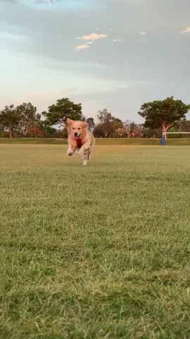 අපේ ගෙදර ඉන්න පොඩි සාරුක් කොලුවා🤭😆 • • #goldenretriever #dog #srilankan_tik_tok🇱🇰 #srilanka #followme 