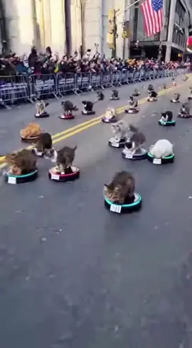 🐱 ROOMA RACING CATS!!!#dreamface #funny #memes #funnyvideos #roomba 