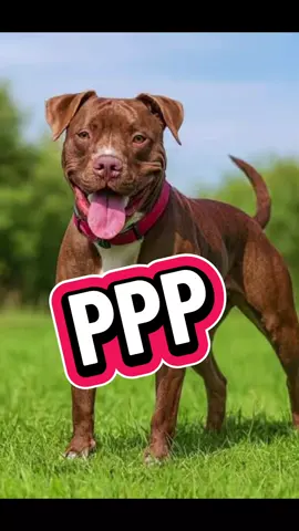 ¿Sabes quienes son los PPP?  En este video te informamos lo que dice la ley nacional y la ley local en #Oxapampa. #TenenciaResponsable #Mascotas
