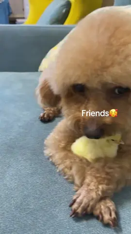 #poodle #fyp #poodlelife #petlovers #poodletiktok