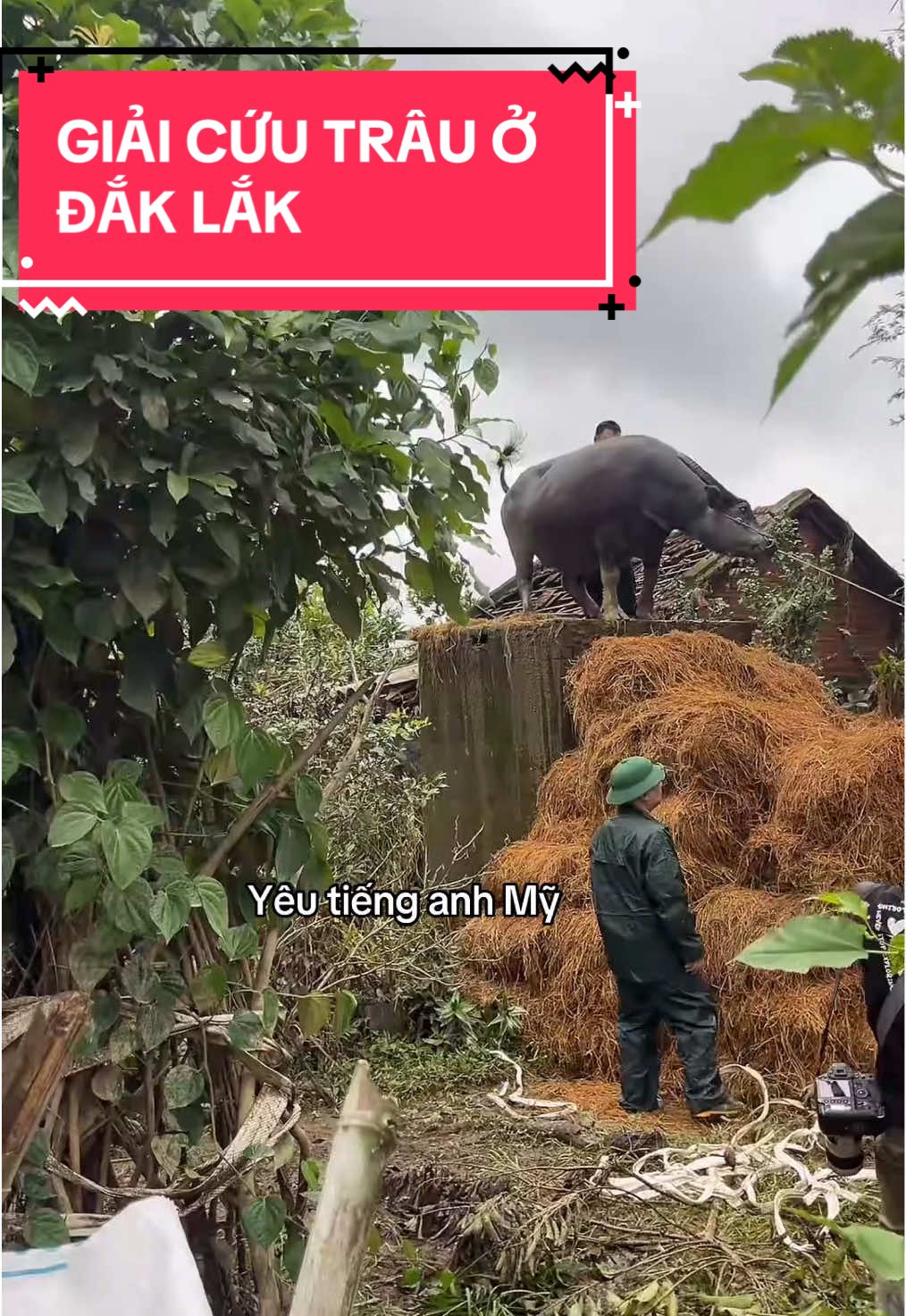 GIẢI CỨU NGHẸT THỂ TRÂU Ở HOÀ THINH DĂK LĂK #trau #hoathinh #daklak #lulut #trends 