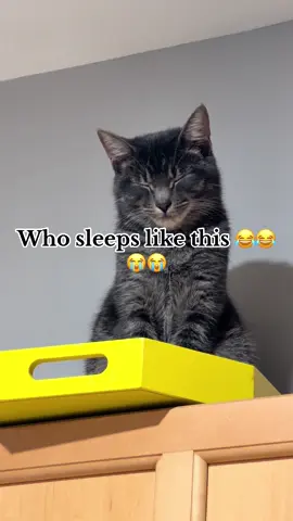 #gumballthecat #fyp#mykittygirl 