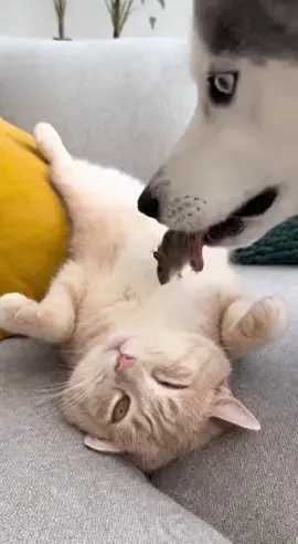 Every time I look at the cat I laugh, it's so funny 🤣🤣🤣 #dog #cat #dogandcat #cutepets #funnypets 