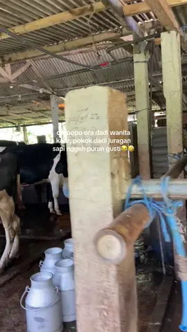 aamiin aamiin😂🤭 #peternakmuda #pakansapi #peternaksapiindonesia #peternaksapi #sapiperah 