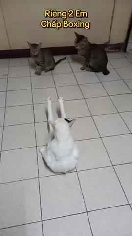 Chấp boxing #dog #cutedogs #loveanimals #pet #cat 