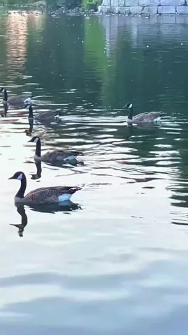 Chinguacousy Park, Toronto #canada #trendingvideo #viral #naturelover ##creatorsearchinsights 