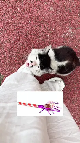 Cats are professional voices actors 🎤#cat #tiktokcats #fyp #funnyvideos #lovecats #usa 