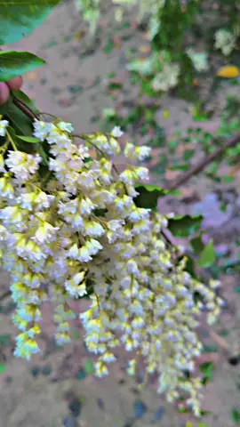 ဆောင်တော်ကူးပန်း ဘာညာပေါ့😘🥰#december #fyp #foryou 