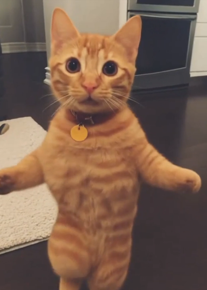 Ay mí gatito miau miau 